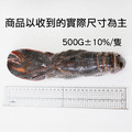 超高壓(生凍)波士頓龍蝦 X 2尾~3尾 (450~500g/尾)_2 超高壓(生凍)波士頓龍蝦 X 2尾~3尾 (450~500g/尾)_2