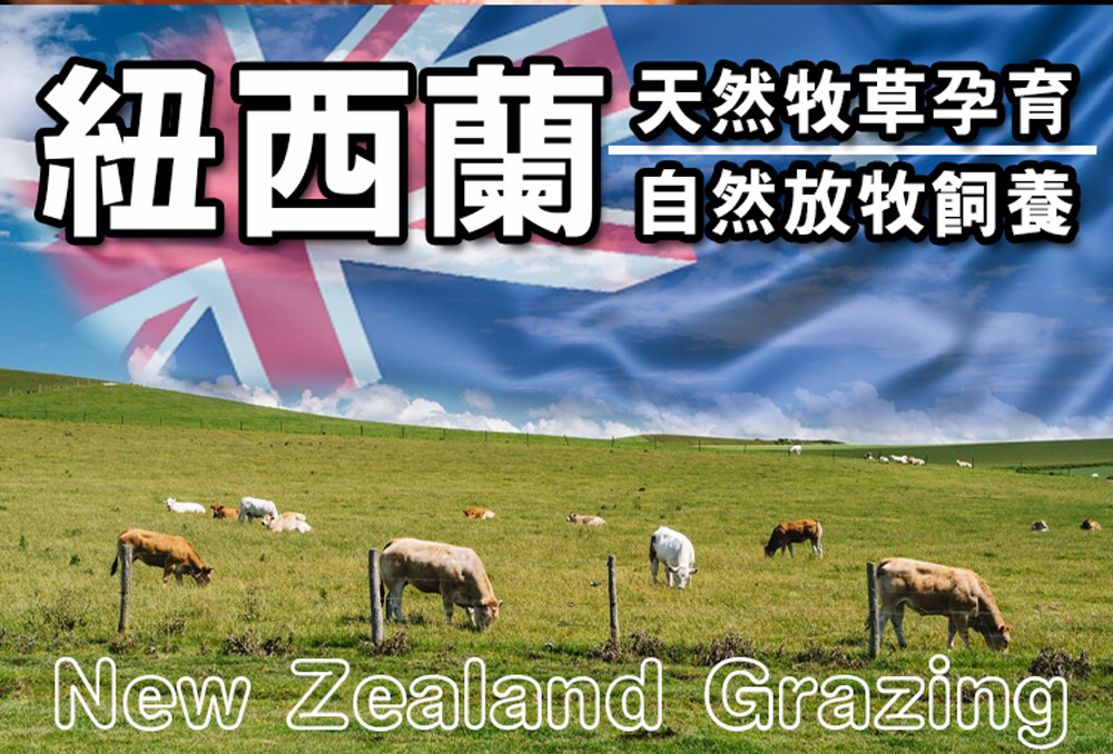 紐西蘭天然牧草孕育,放牧飼養長大的小牛