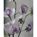 香碗豆花|Dip Art 水晶花_4 香碗豆花|Dip Art 水晶花_4