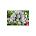 【糖獅】手工虱目魚丸_1 【糖獅】手工虱目魚丸_1