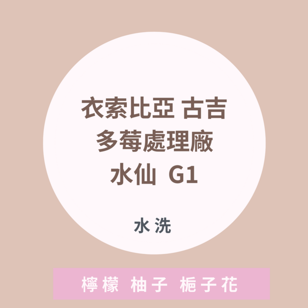 |濾掛|衣索比亞 古吉 多莓處理廠 【水仙】 水洗處理法 G1 |濾掛|衣索比亞 古吉 多莓處理廠 【水仙】 水洗處理法 G1
