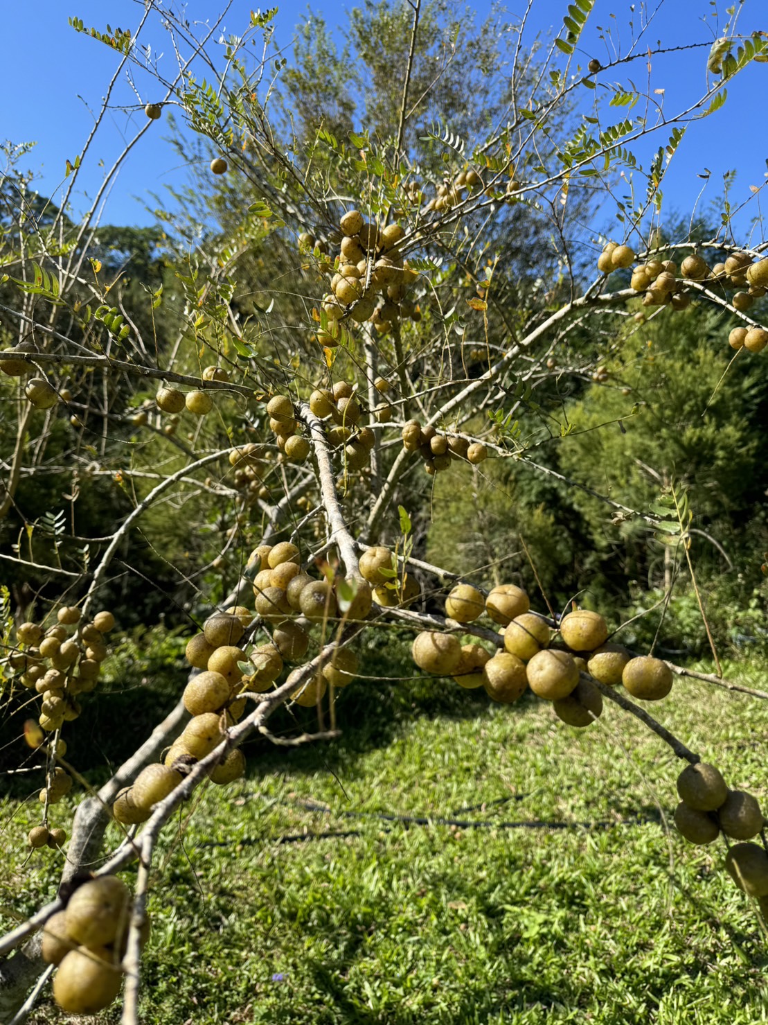千千醫師推薦油甘果系列,去籽真空冷凍乾燥,完整封存油甘果營營養