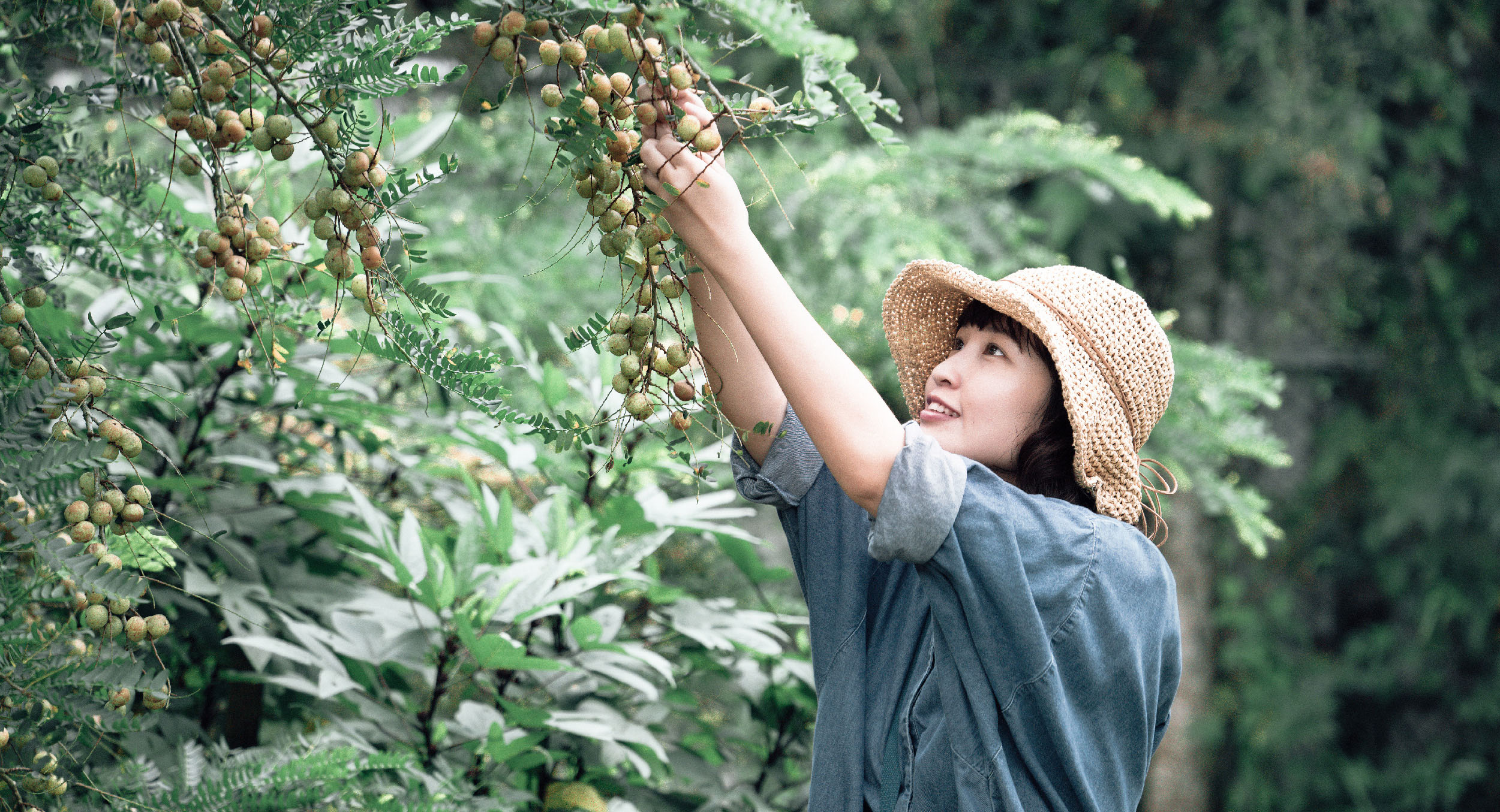 採摘油甘果