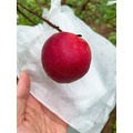有機紅玉水蜜桃12入禮盒-小顆_5 有機紅玉水蜜桃12入禮盒-小顆_5