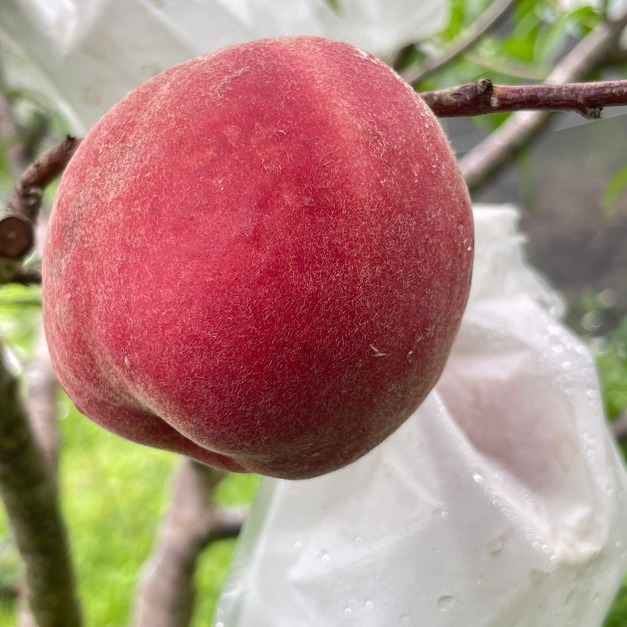 有機紅玉水蜜桃6入特大禮盒 有機紅玉水蜜桃6入特大禮盒