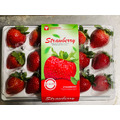 有機轉型期草莓15入*4盒/箱 有機轉型期草莓15入*4盒/箱