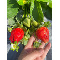有機轉型期草莓15入*3盒/箱_5 有機轉型期草莓15入*3盒/箱_5