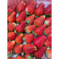 有機轉型期草莓15入*4盒/箱_2 有機轉型期草莓15入*4盒/箱_2