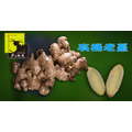有機老薑Organic Ginger_1 有機老薑Organic Ginger_1
