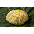 有機香糯米Organic Aromatic Sticky Rice_3 有機香糯米Organic Aromatic Sticky Rice_3