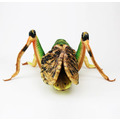 SA051 蚱蜢造型玩偶_2 SA051 蚱蜢造型玩偶_2