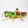 SA051 蚱蜢造型玩偶_1 SA051 蚱蜢造型玩偶_1