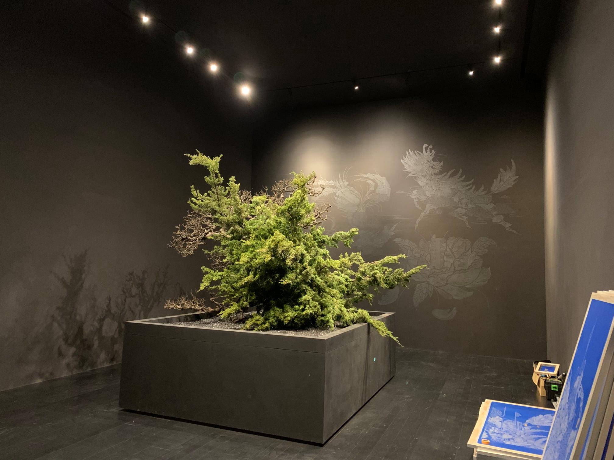 可能是樹的圖像