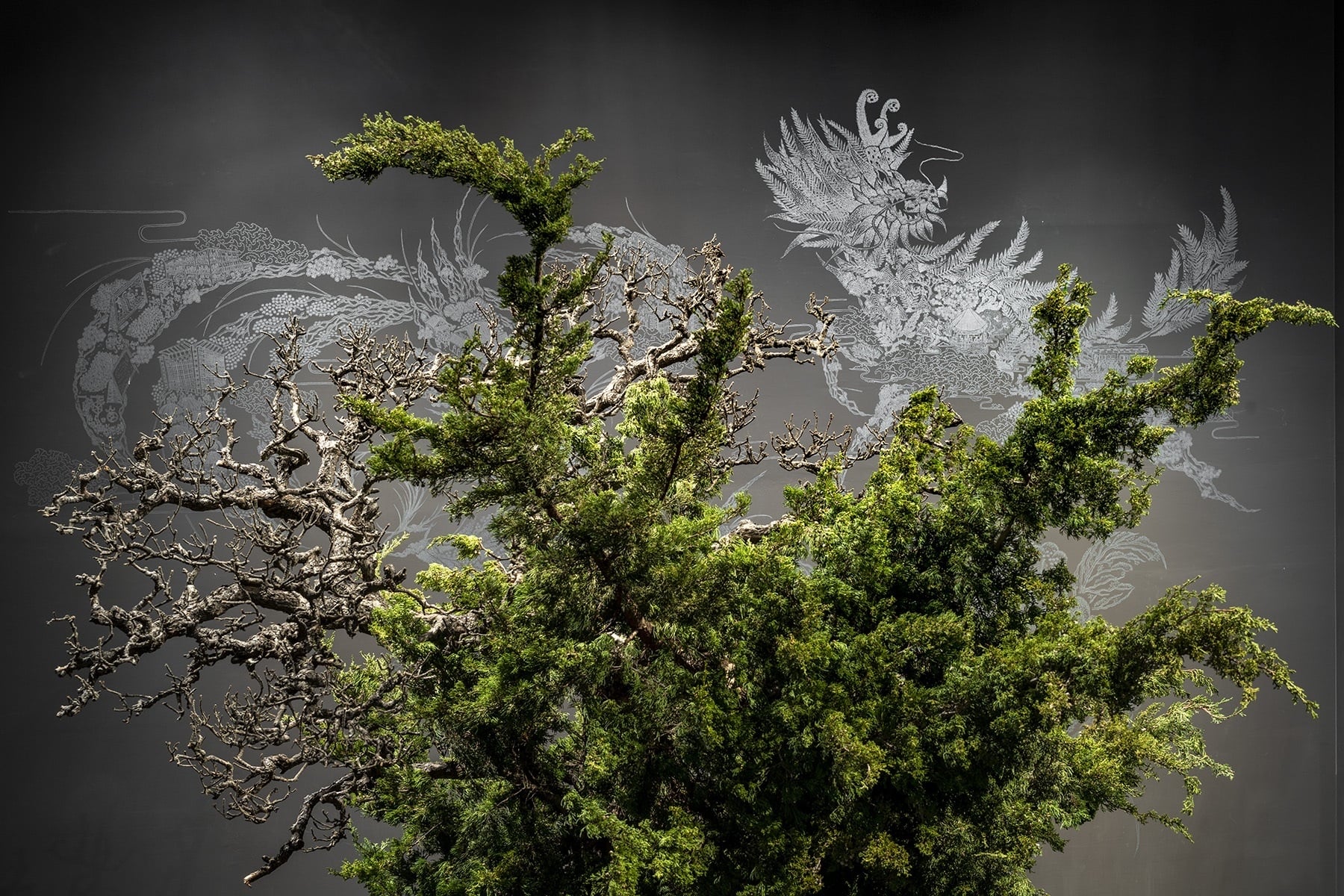 可能是樹和室內的圖像