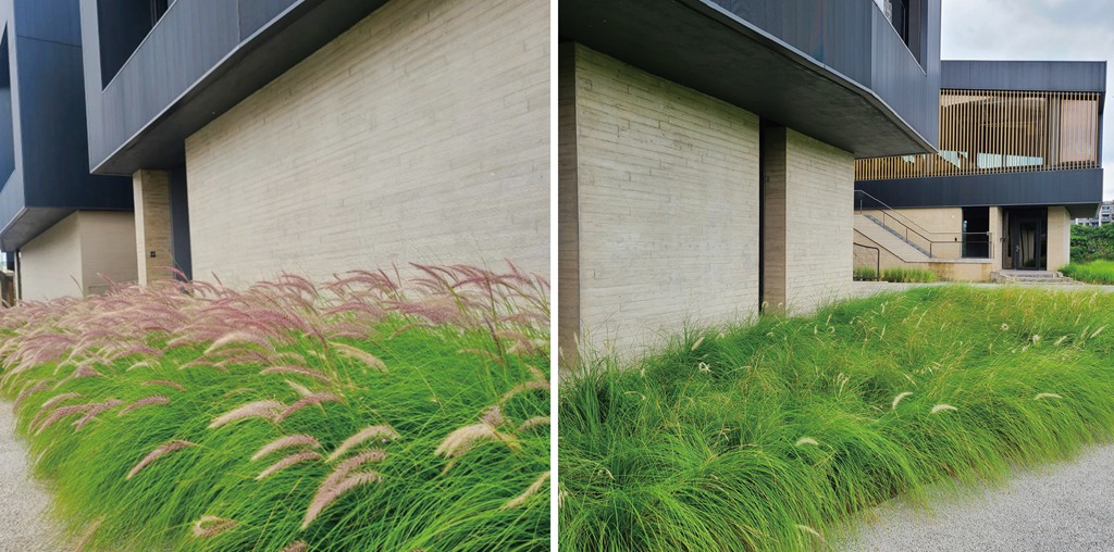 狼尾草在春夏秋冬搖曳不同的姿態