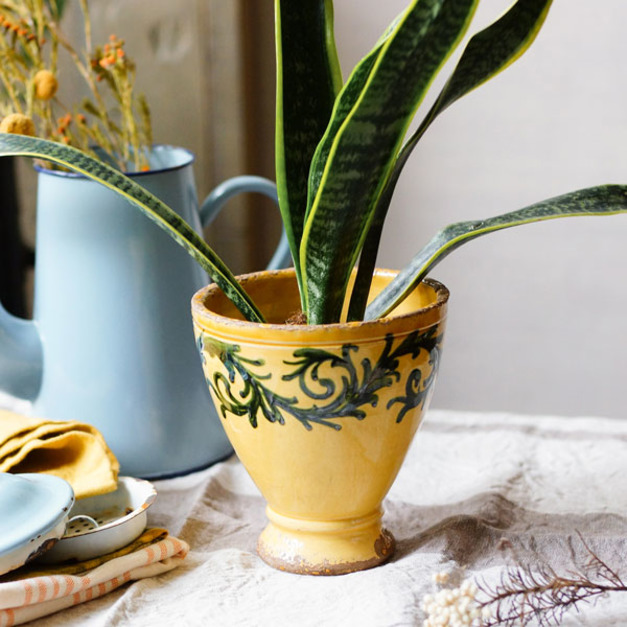 義大利 綠紋黃盆套 義大利 綠紋黃盆套