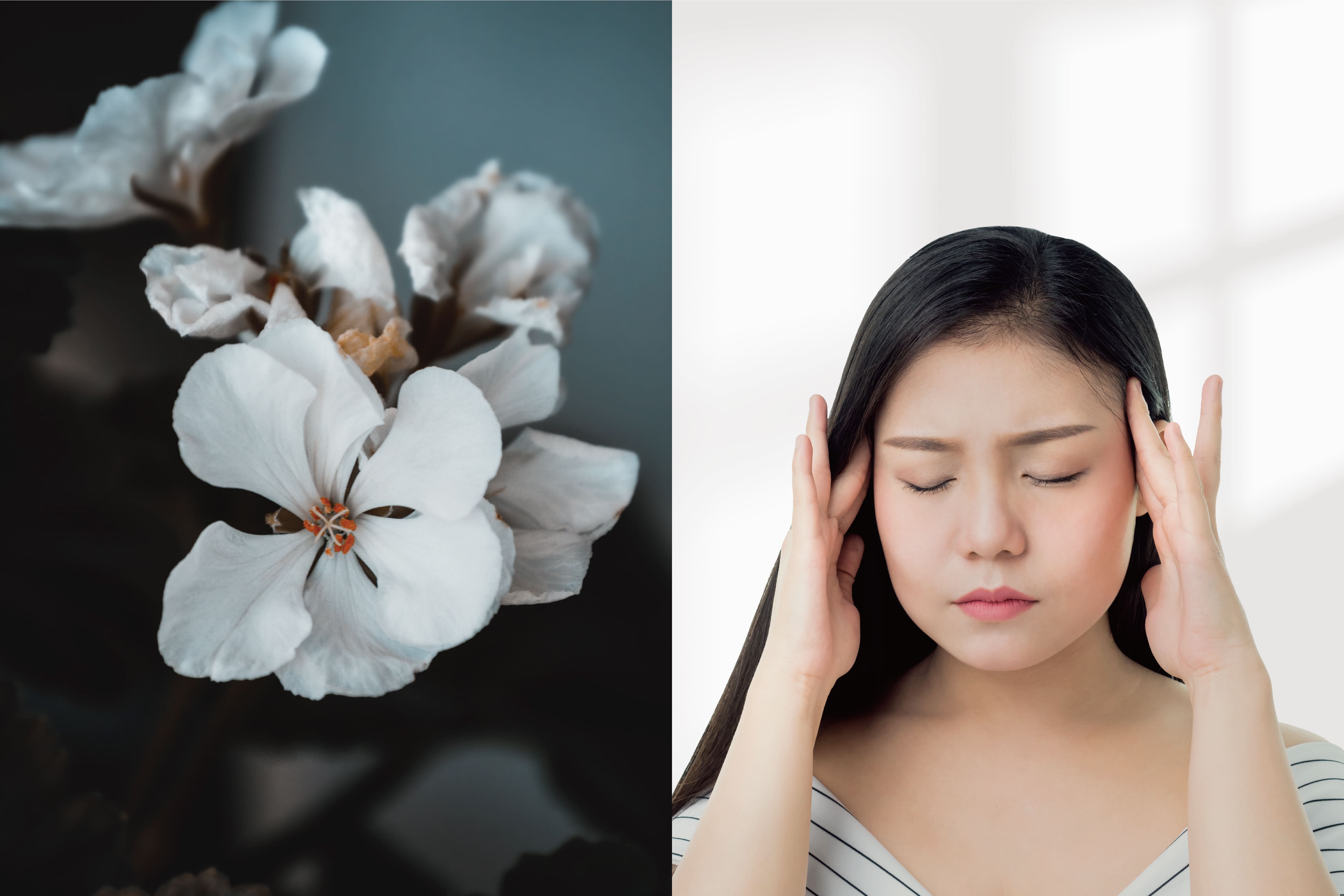 天竺葵精油芳療,協助改善情緒壓力、子宮癌預防、止痛