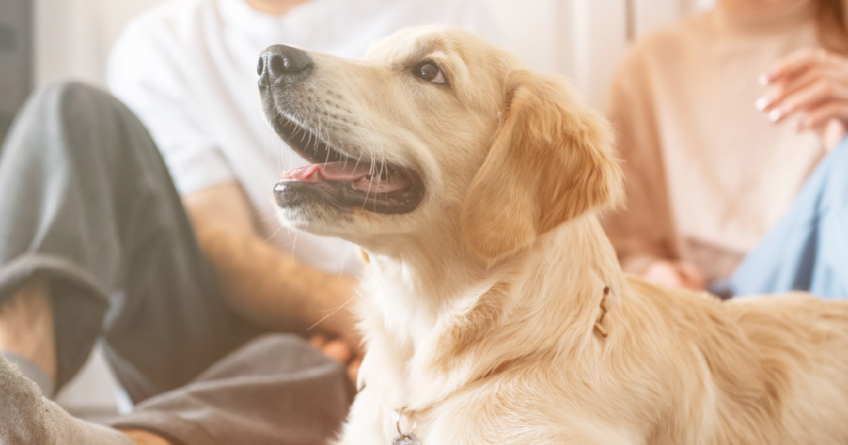 精油對寵物安全嗎?寵物精油怎麼用!