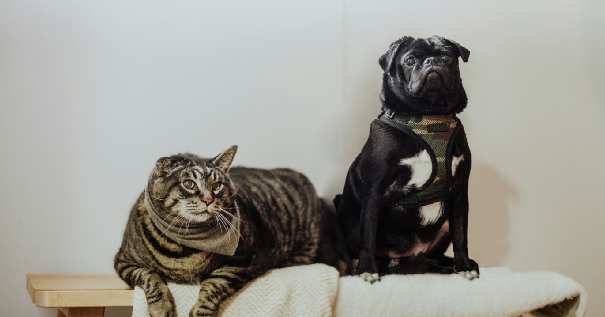 不小心誤觸寵物精油禁忌該怎麼辦?