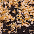 【窨花尋芳】禮盒_傳統窨製工藝台灣味花茶x剪紙藝術_附提袋_11 【窨花尋芳】禮盒_傳統窨製工藝台灣味花茶x剪紙藝術_附提袋_11