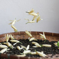 【開花彼時】玉蘭月桃烏龍|安穩沉靜 冥想專屬_3 【開花彼時】玉蘭月桃烏龍|安穩沉靜 冥想專屬_3