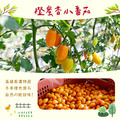 橙蜜香小番茄禮盒5斤/盒(不帶蒂頭出貨)_1 橙蜜香小番茄禮盒5斤/盒(不帶蒂頭出貨)_1