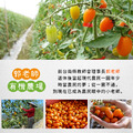 郭老師農場有機認證橙蜜香小番茄禮盒4斤/盒(淨重不帶蒂頭出貨)_2 郭老師農場有機認證橙蜜香小番茄禮盒4斤/盒(淨重不帶蒂頭出貨)_2