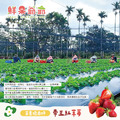 【鮮果爺爺】苗栗壢西坪帝王紅草莓禮盒(產銷履歷驗證)_2 【鮮果爺爺】苗栗壢西坪帝王紅草莓禮盒(產銷履歷驗證)_2
