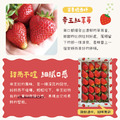 【鮮果爺爺】苗栗壢西坪帝王紅草莓禮盒(產銷履歷驗證)_3 【鮮果爺爺】苗栗壢西坪帝王紅草莓禮盒(產銷履歷驗證)_3
