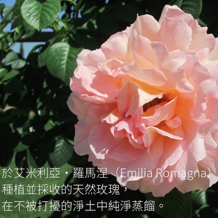 La Saponaria 義大利有機玫瑰來源