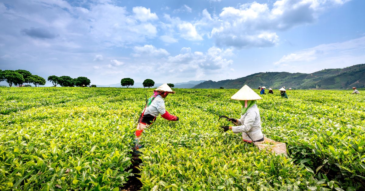 teavoya 紅玉紅茶 台茶18號紅玉紅茶 台茶18號 台灣紅茶 魚池紅茶 18號紅茶