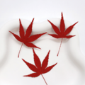漆藝材料・楓葉_3 漆藝材料・楓葉_3