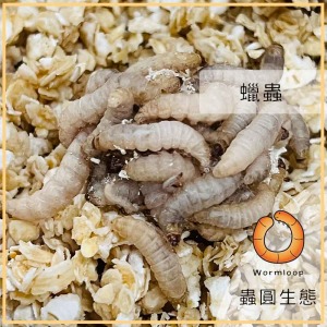 蠟蟲(蠟蛾幼蟲) 蠟蟲(蠟蛾幼蟲)