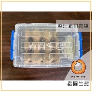 蟋蟀、蟑螂、麵包蟲、大麥蟲:整理箱飼養組 蟋蟀、蟑螂、麵包蟲、大麥蟲:整理箱飼養組