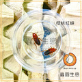 櫻桃紅蟑螂 櫻桃紅蟑螂