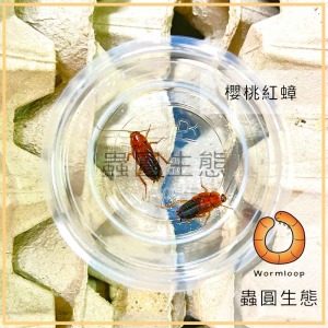 櫻桃紅蟑螂 櫻桃紅蟑螂