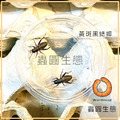 蟋蟀活餌(黑蟋蟀/白蟋蟀)_1 蟋蟀活餌(黑蟋蟀/白蟋蟀)_1