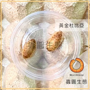 黃金杜比亞 黃金杜比亞