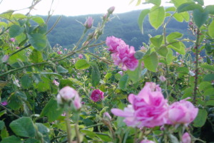 真薰/玫瑰花蠟 真薰/玫瑰花蠟