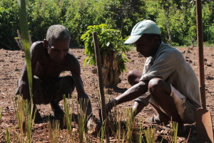 岩蘭草精油-5ml 岩蘭草精油-5ml