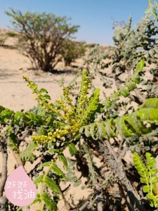 阿曼乳香精油同捆包-5ml*3 阿曼乳香精油同捆包-5ml*3