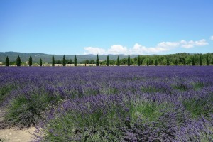 超級醒目薰衣草精油-5ml/30ml 超級醒目薰衣草精油-5ml/30ml