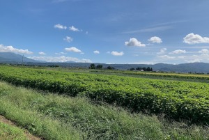 青紫蘇精油-5ml 青紫蘇精油-5ml