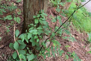 黑文字精油-3ml 黑文字精油-3ml