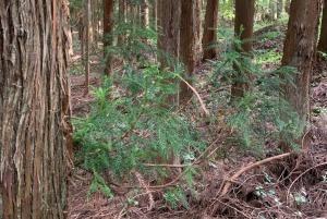 柳杉精油-5ml 柳杉精油-5ml