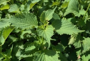 日本精油組合包 日本精油組合包