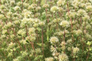 熏陸香百里香純精油-5ml 熏陸香百里香純精油-5ml