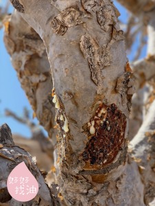 神聖乳香精油(不鏽鋼鍋蒸餾)-透明/黃-5ml 神聖乳香精油(不鏽鋼鍋蒸餾)-透明/黃-5ml
