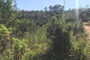 馬達加斯加迷迭香-5ml 馬達加斯加迷迭香-5ml