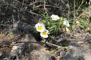 岩玫瑰純精油-5ml 岩玫瑰純精油-5ml